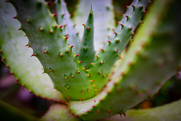 aloe  in the detail of leaf with thorns