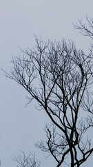 tree branches