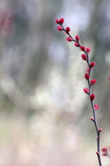 Sweet gale (Myrica gale) female flowers (on female plant) taken in spring, Lithuania