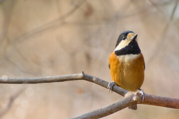 Fototapeta premium Varied tit perching on a tree branch.