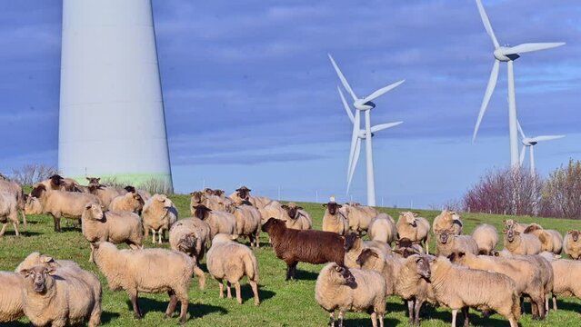 Sustainable Agriculture and Renewable Energy Coexisting: Sheep Grazing on Field with Wind Farm Turbines in Brilon, NRW