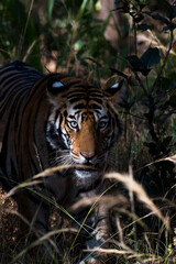 Close up of the face of a tiger in the bushes with use of selective focus. 