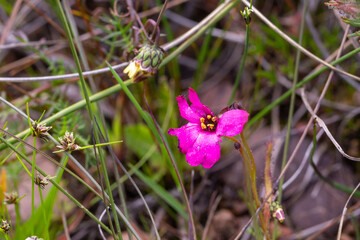 Flower of a small pink form of Drosera cistiflora in natural habitat