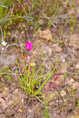 Flower of a small pink form of Drosera cistiflora in natural habitat