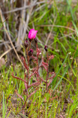Flower of a small pink form of Drosera cistiflora in natural habitat
