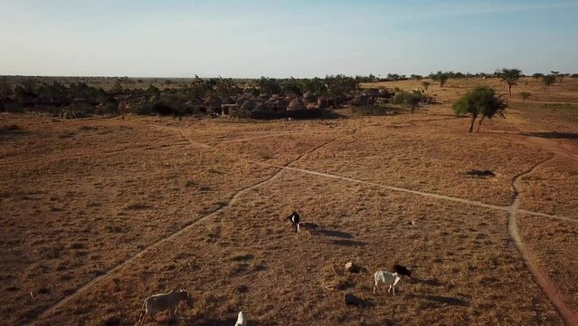 Aerial view of a village of Karamoja, also known as Manyatta or Ere, on a sunny day and surrounded by animals such as cows, in Uganda, Africa.