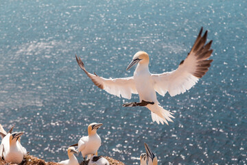 Northern gannet lands on the montain cliff on the island of Heligoland.