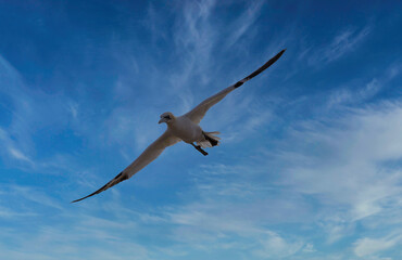 Northern Gannet - Morus Bassanus flight over North Sea near island Heligoland. Heligoland is a nature reserve and belongs to Germany.