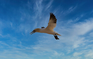 Northern Gannet - Morus Bassanus flight over North Sea near island Heligoland. Heligoland is a nature reserve and belongs to Germany.