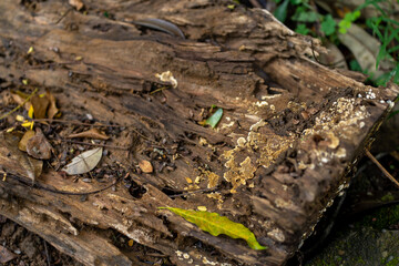 A group of wooden mushroom that growing out of a rotten tree