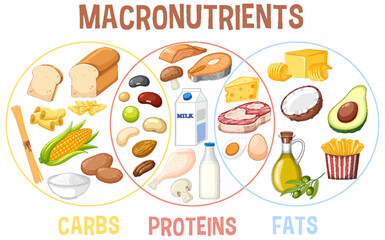 Main food groups macronutrients vector