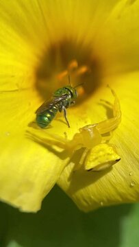 A yellow crab spider on a yellow color flower is trying to catch a metallic green sweat bee who came to collect nectar from flower. Selective focus macro slow motion. Camouflage or predator concept