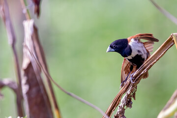 Tricolored Munia
