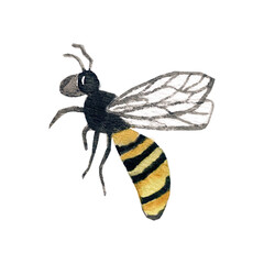 Honey bee illustration.