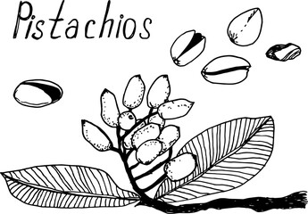Hand drawn sketch pistachios set