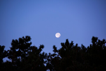 夜明け前のクロマツの松原と月