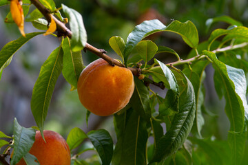 branch of fresh ripe yellow and orange peaches on a tree
