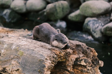 otter in the water