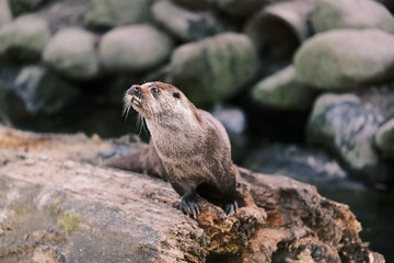 Naklejka na ściany i meble otter on the wood