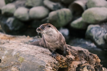 otter on the wood
