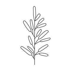 Hand drawn plant illustration.