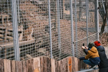 Fototapeten Eurasian lynx in the zoo with the tourists  © Yueying