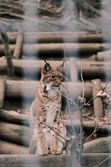 Eurasian lynx in the zoo
