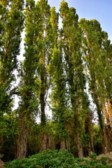 Fototapeta premium Row of tall green trees. Evening walk
