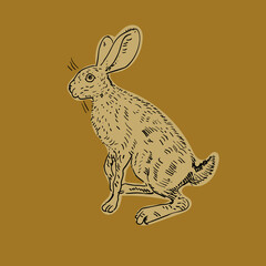 Vector illustration of rabbit, hare © abeadev