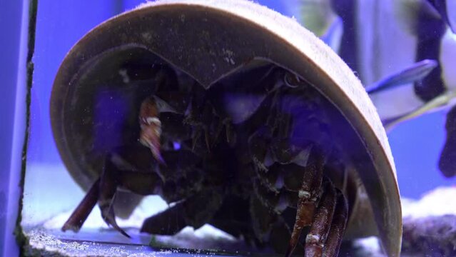 Solea Cauda - ancient animal horseshoe crab in the aquarium