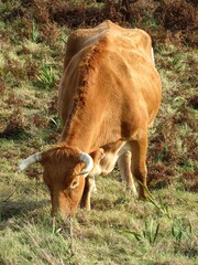 vache