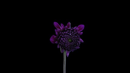 Time lapse of blooming purple dahlia flower in RGB + ALPHA matte format isolated on black background
