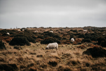 Fototapeta premium Irland Wicklow Mountains Roadtrip