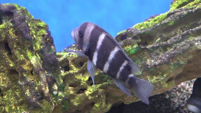 Cyphotilapia frontosa - tropical fish in the aquarium known as the Zebra Cyphotilapia