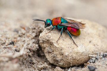 chrysis wasp on the stone