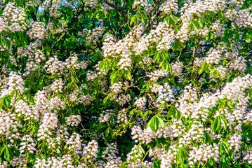 blooming chestnut tree at sunset
