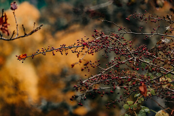 Irland Wicklow Mountains Roadtrip