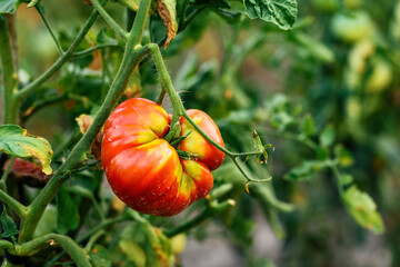 Ripe homegrown tomato fruit plants in cultivated organic garden