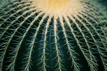 Papier Peint photo autocollant Cactus cactus (echinocactus) in the detail select focus, art picture of plant, macro photography of a plant with a small depth of field