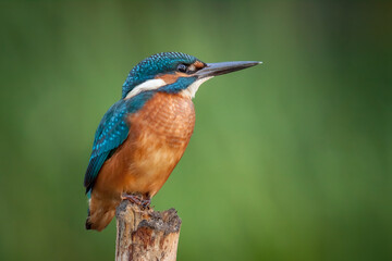 kingfisher on the branch