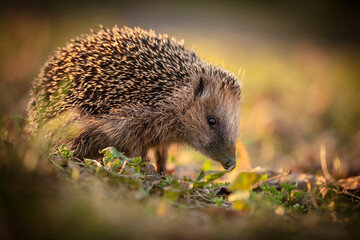 hedgehog in the grass