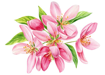 Blossoms apple tree. Flowers hand-drawn watercolor, pink floral botanical illustration