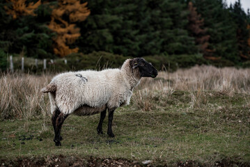 Fototapeta premium Irland Wicklow Mountains Roadtrip