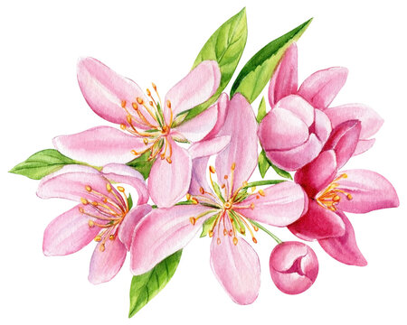 Blossoms apple tree. Flowers hand-drawn watercolor, pink floral botanical illustration