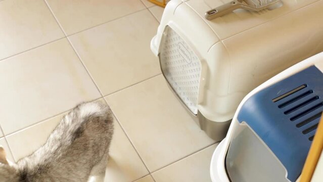 The kitten goes to the cat tray with a lid, the cat's indoor toilet.