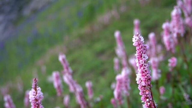 Close-up of wild Himalayan Fleece Flower, Knotweed (Persicaria affinis) - aka Himalayan fleece flower near Ratti Gali lake neelum valley Kashmir