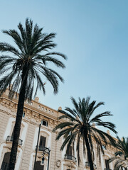 Take a virtual vacation to a tropical paradise with this photograph of a palm tree in front of a building. The palm tree adds a touch of the exotic to the urban setting, creating a sense of balance.
