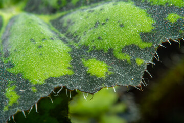 Close-up of a home ornamental plant. Part of a plant in soft focus at high magnification.