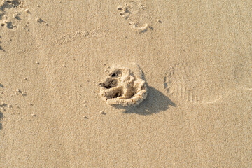 Fototapeta na wymiar Dog footprint in the sand. Dog paw print on the sandy beach.