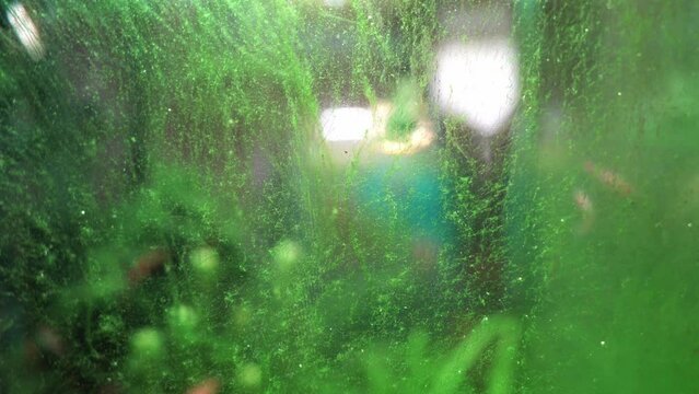 Algae in a home dirty aquarium, glass covered with different types of algae, trouble starting an aquarium

